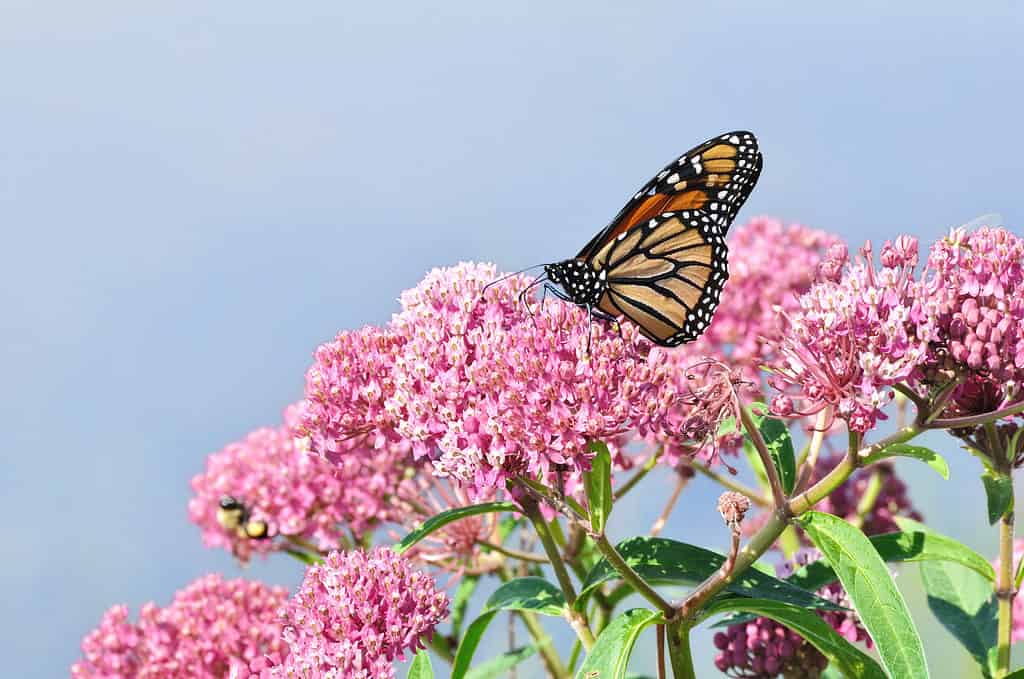 Farfalla monarca su un fiore selvatico di euforbia della palude