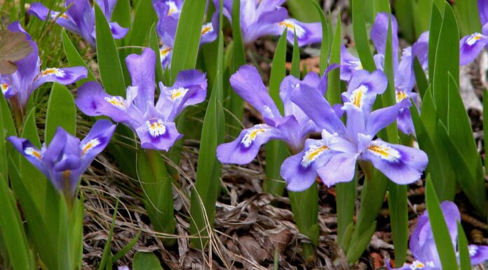 7 piante autoctone nel Michigan
