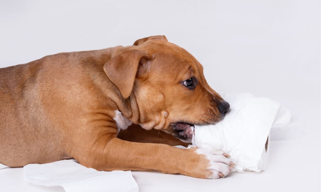 Il cane che mangia carta igienica può far diventare bianca la cacca