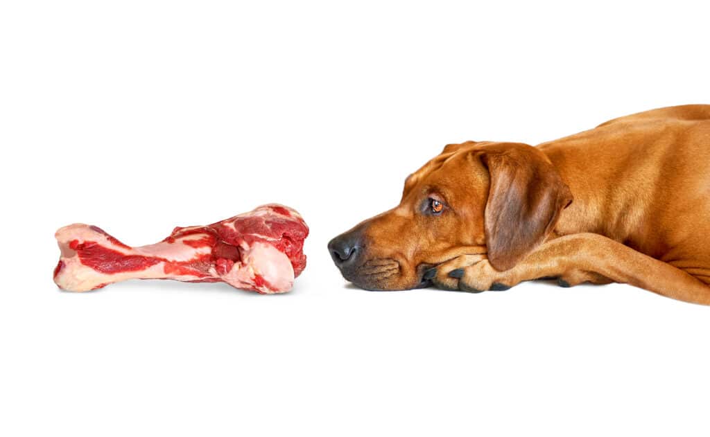 Cane che annusa un grosso osso di manzo crudo per il cibo