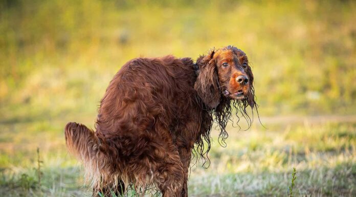 Questo è il motivo per cui la cacca di cane diventa bianca
