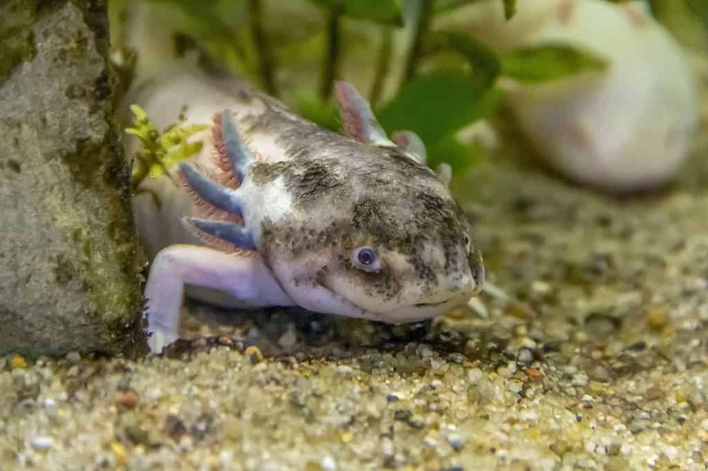 Axolotl, anfibio, animale, organismo acquatico, primo piano