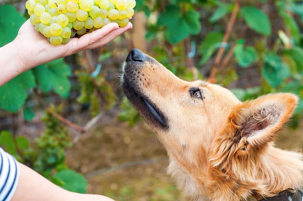 L'uva è tossica per i cani
