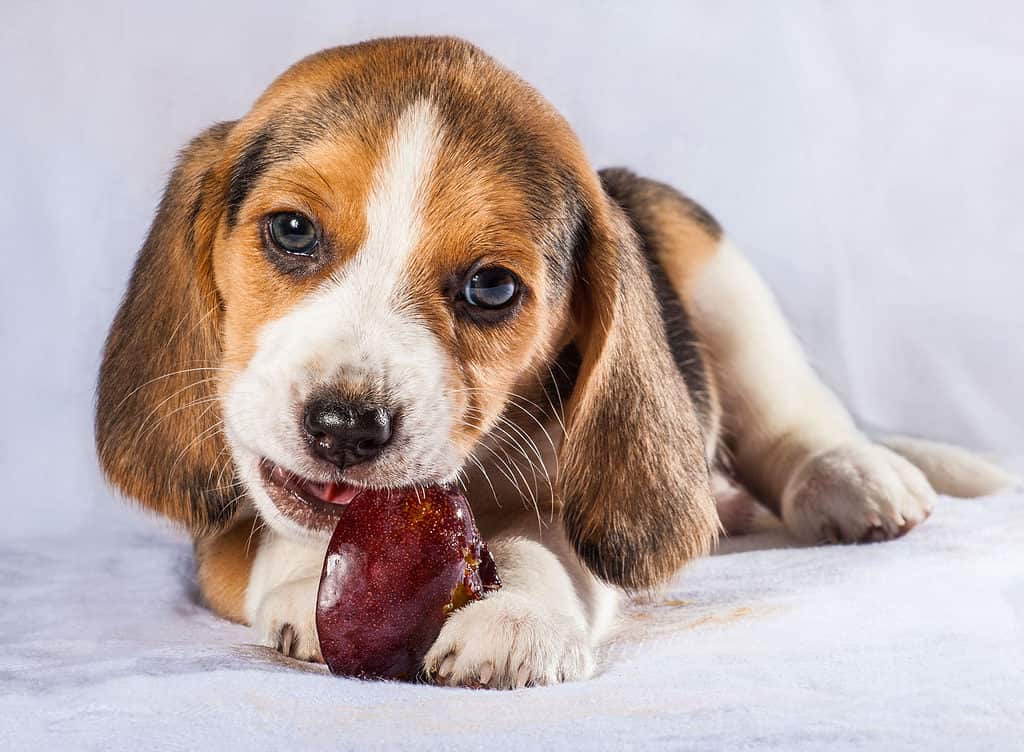 Prugna cucciolo di beagle