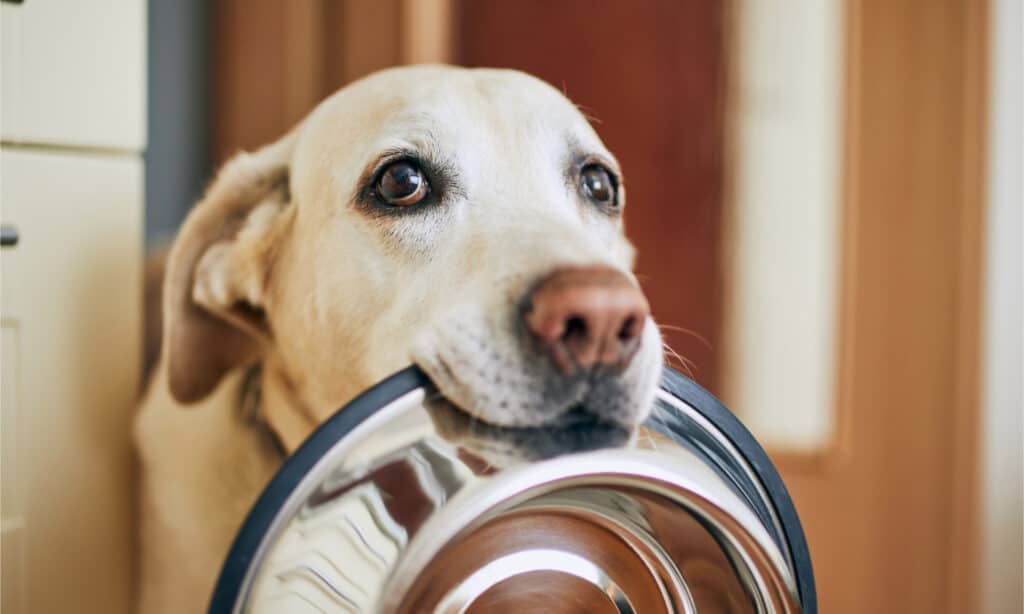 La lattuga romana può aiutare i cani a sentirsi sazi