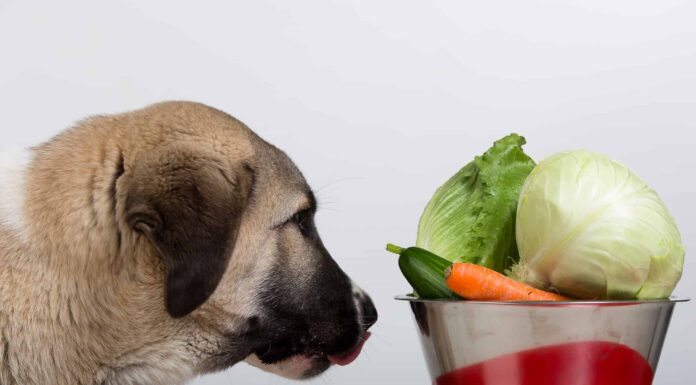 I cani possono mangiare la lattuga romana?
