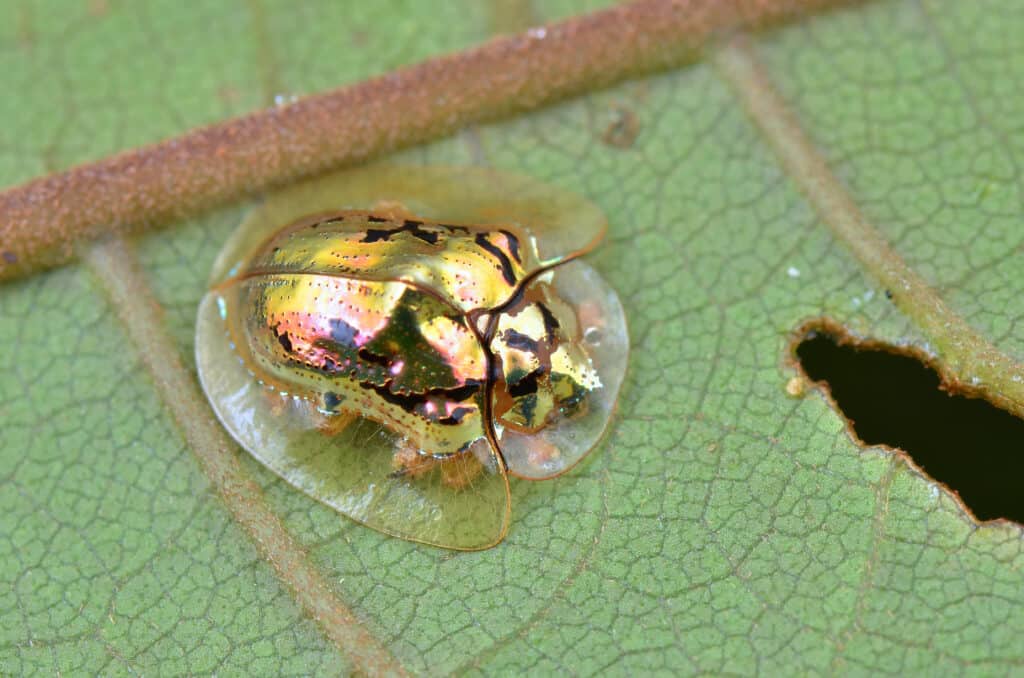 Lo scarabeo tartaruga d'oro si nutre di foglie