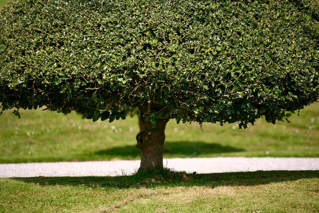 Albero di agrifoglio inglese