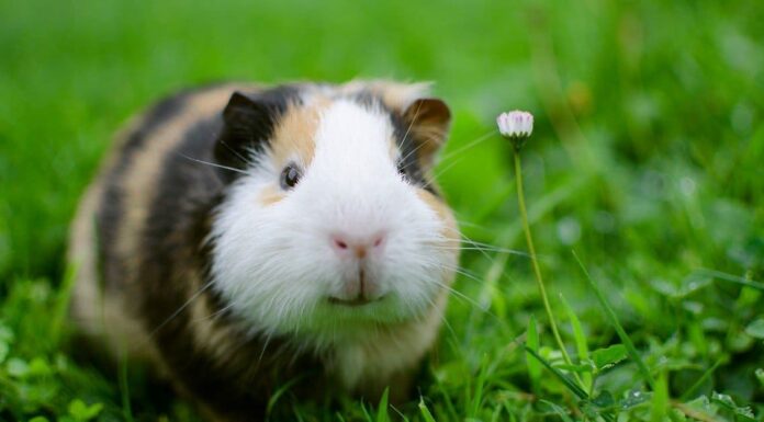 Cos'è il Rumble di Guinea Pig Strutting?
