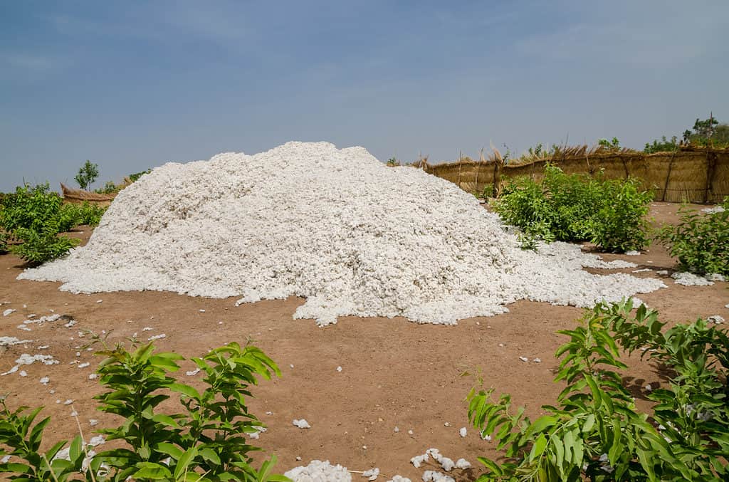 Cotone raccolto in Benin