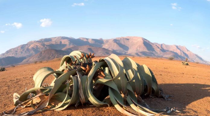 oldest desert in the world