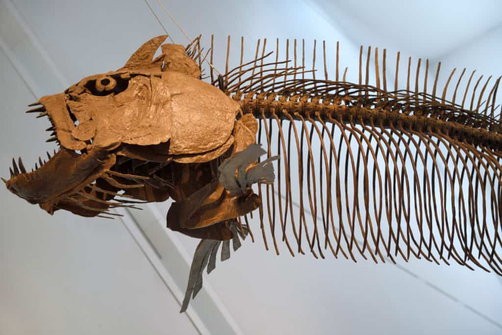 Xiphactinus Fossile in Canada