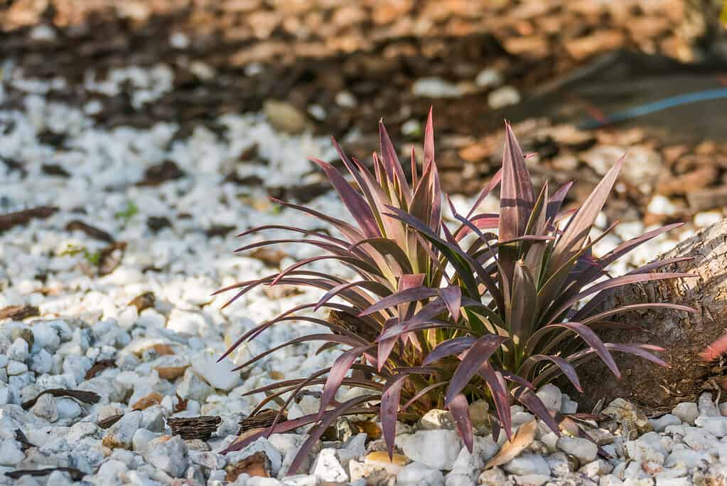 Palma di cavolo Red Star Cordyline australis che cresce all'aperto