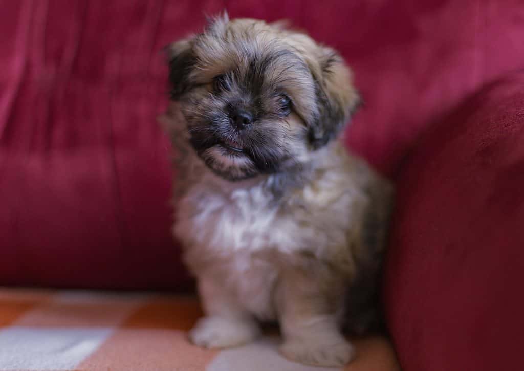 Un adorabile cucciolo di Peke-A-Tese