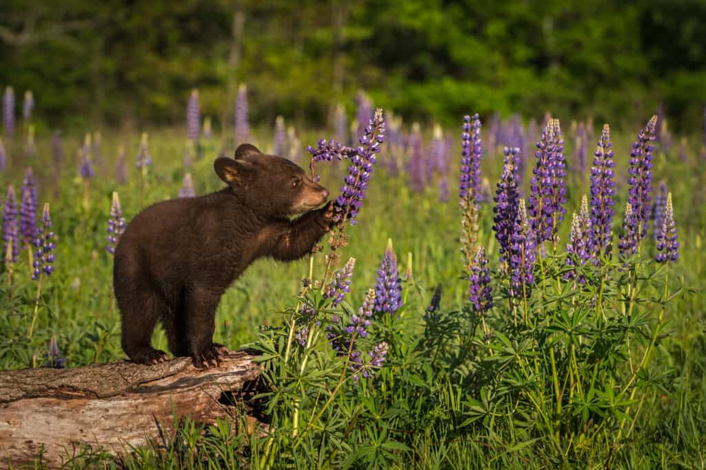 Cucciolo di orso sul registro con fiori