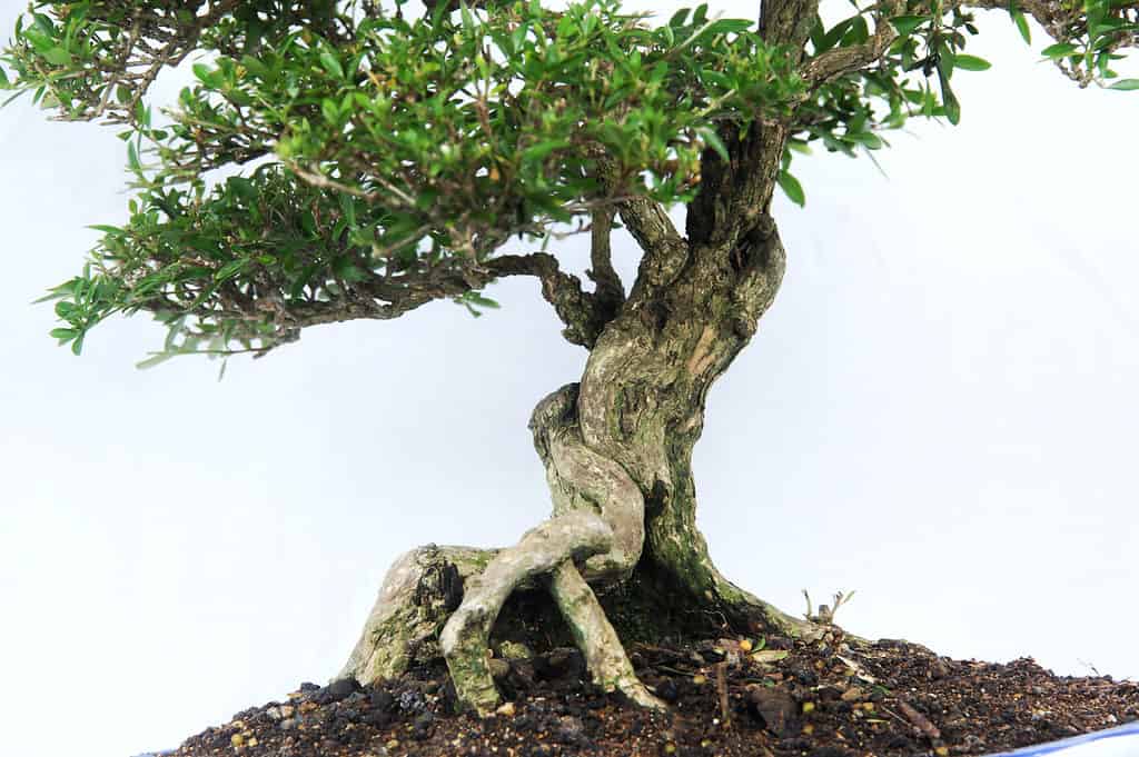 tronco d'albero bonsai