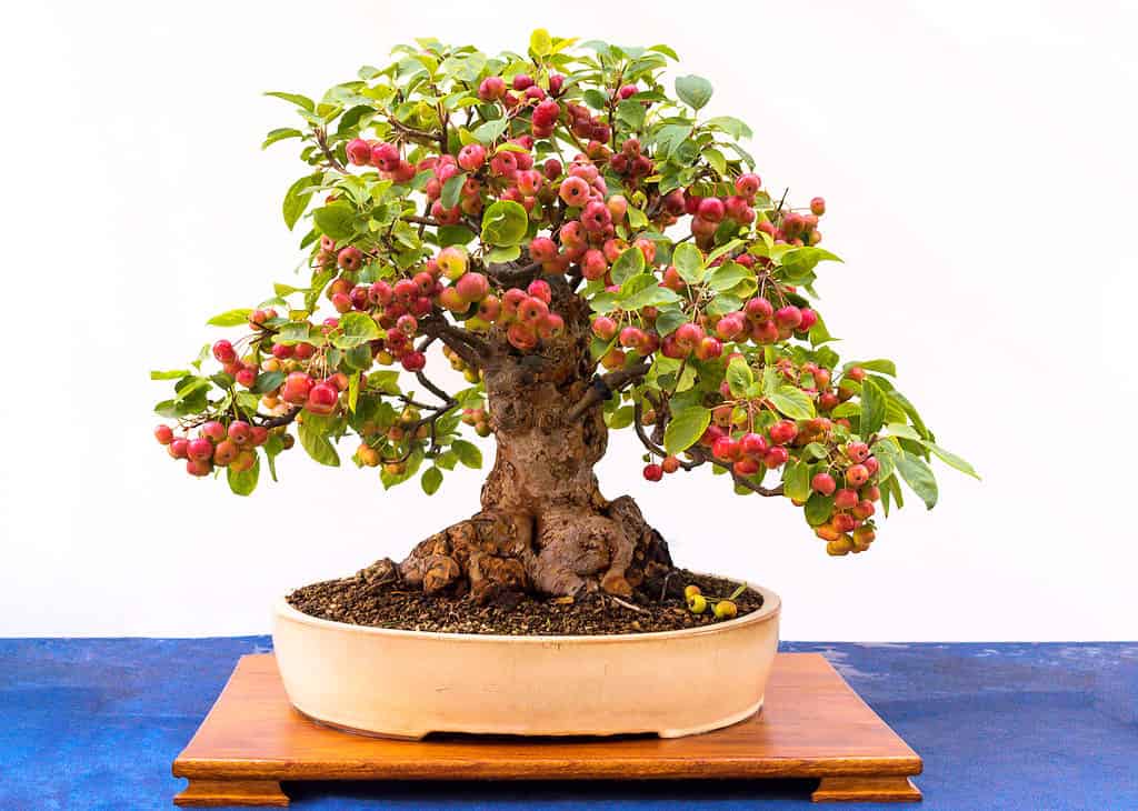 tronco d'albero bonsai