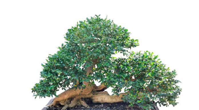 Tronchi d'albero bonsai: come creare un bellissimo albero bonsai
