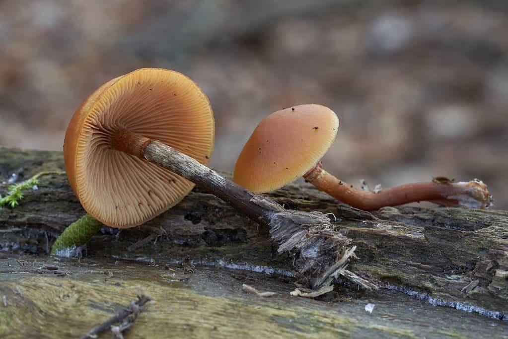 Fungo mortale della calotta cranica (Galerina marginata), calotta cranica autunnale