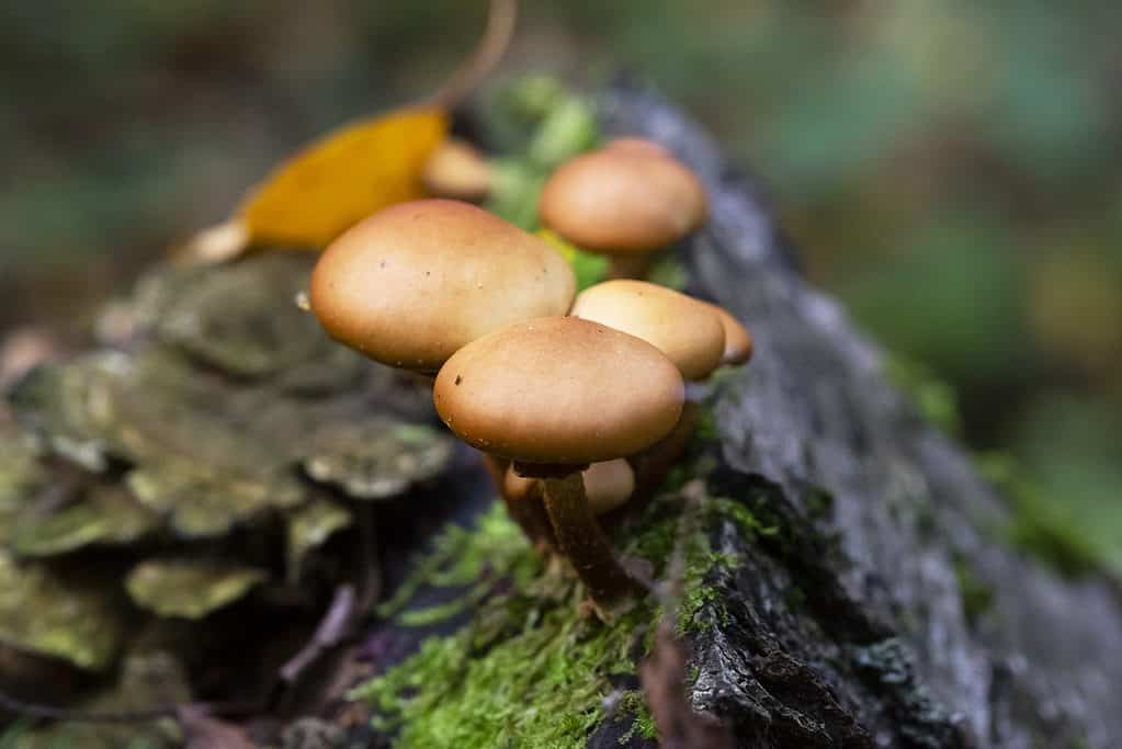 Galerina marginata, calotta micidiale, calotta autunnale