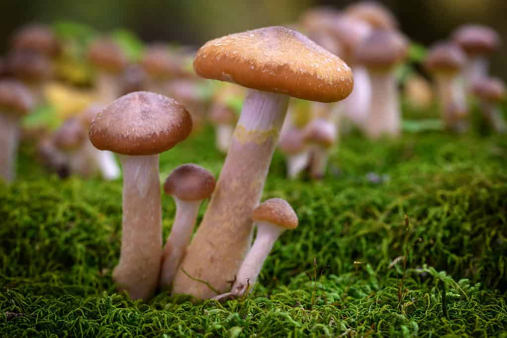 Armillaria mellea, i funghi del miele hanno un gambo più lungo e più spesso delle calotte craniche