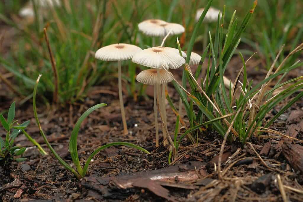 Funghi calamaio pieghettati (Parasola plicatilis)