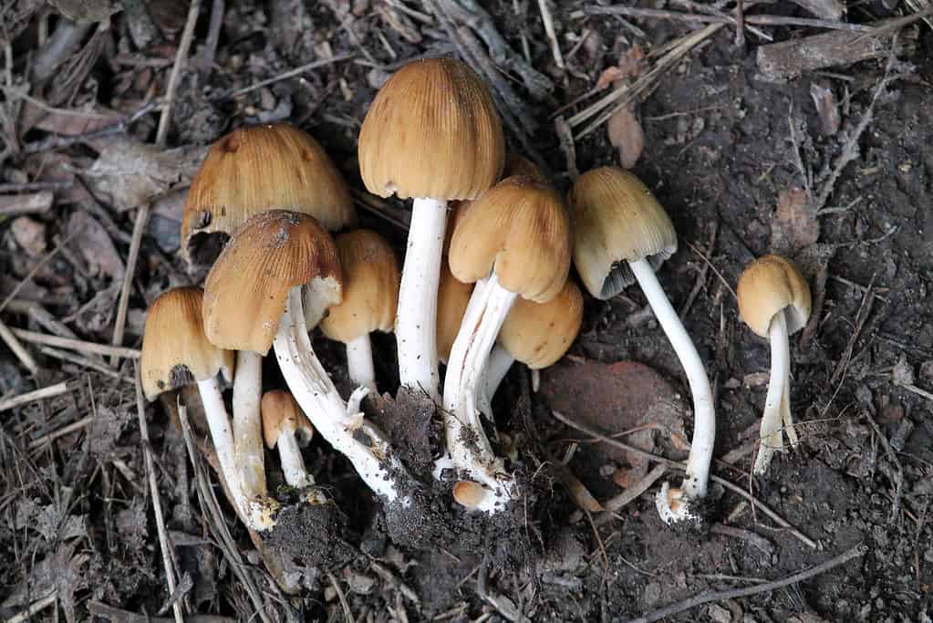 Cluster di Coprinellus micaceus o mica cap funghi che crescono in sporcizia