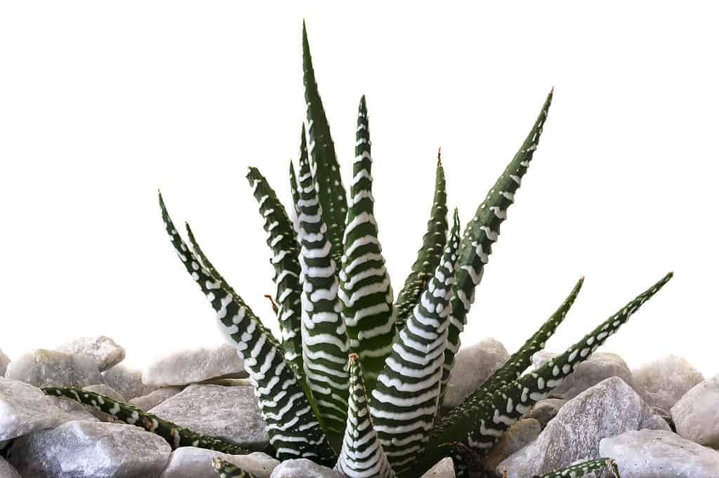 Close up di zebra cactus (Haworthia fasciata)