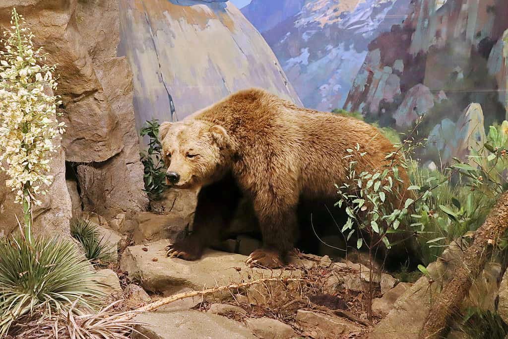 Orso grizzly della California