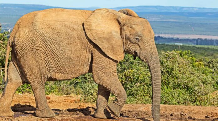 Elefanti senza zanne: perché alcuni elefanti non hanno zanne?
