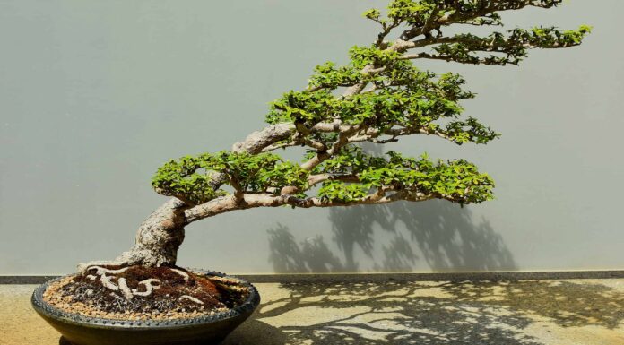 Come innaffiare un albero bonsai
