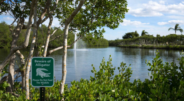 3 laghi della Florida con attacchi di alligatori nel 2022 
