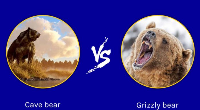 Battaglie epiche: orso delle caverne contro orso grizzly
