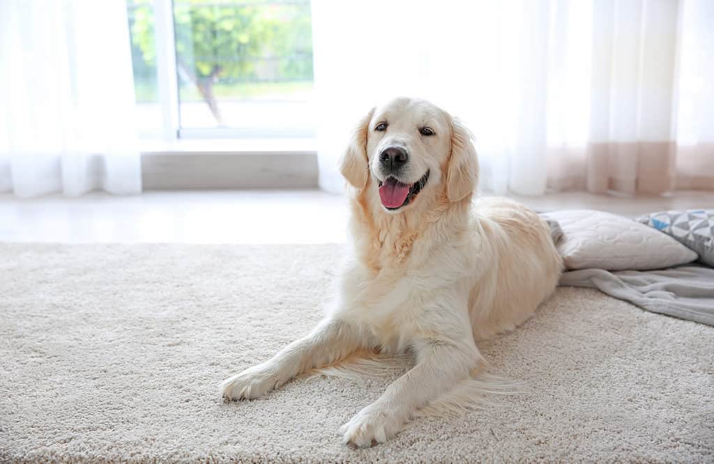 Simpatico cane sul tappeto