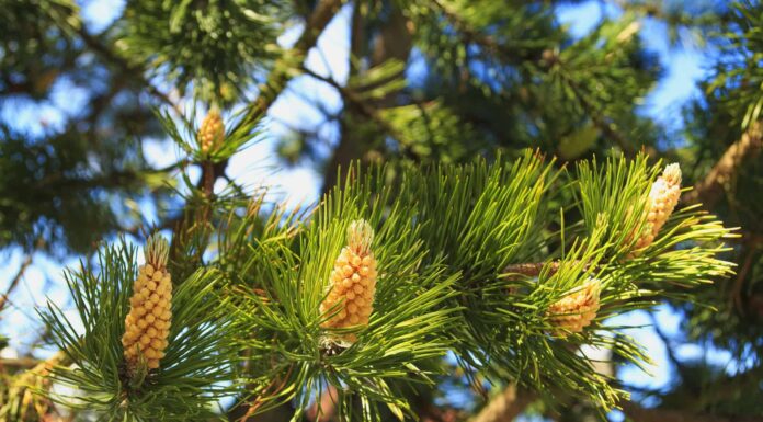 12 incredibili alberi nativi del Maine
