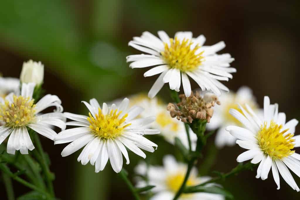 Heath aster (Symphyotrichum ericoides)