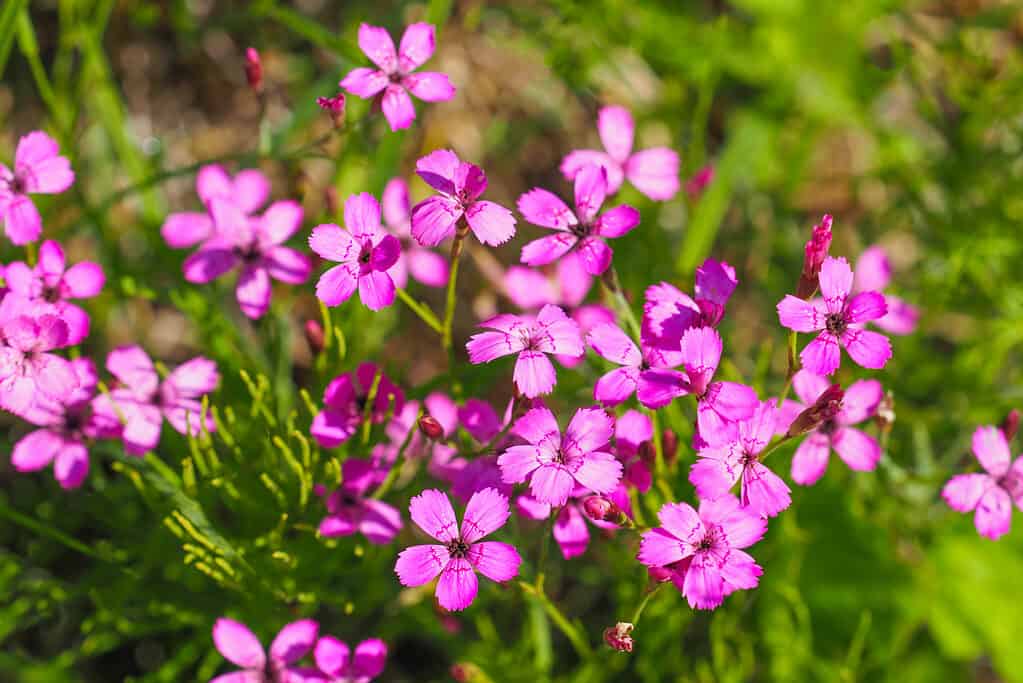 Il rosa da nubile può essere trovato nelle aree del Minnesota