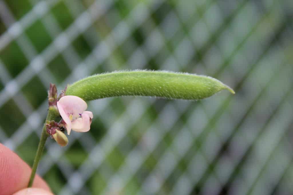 Pisello finale (Strophostyles leiosperma)