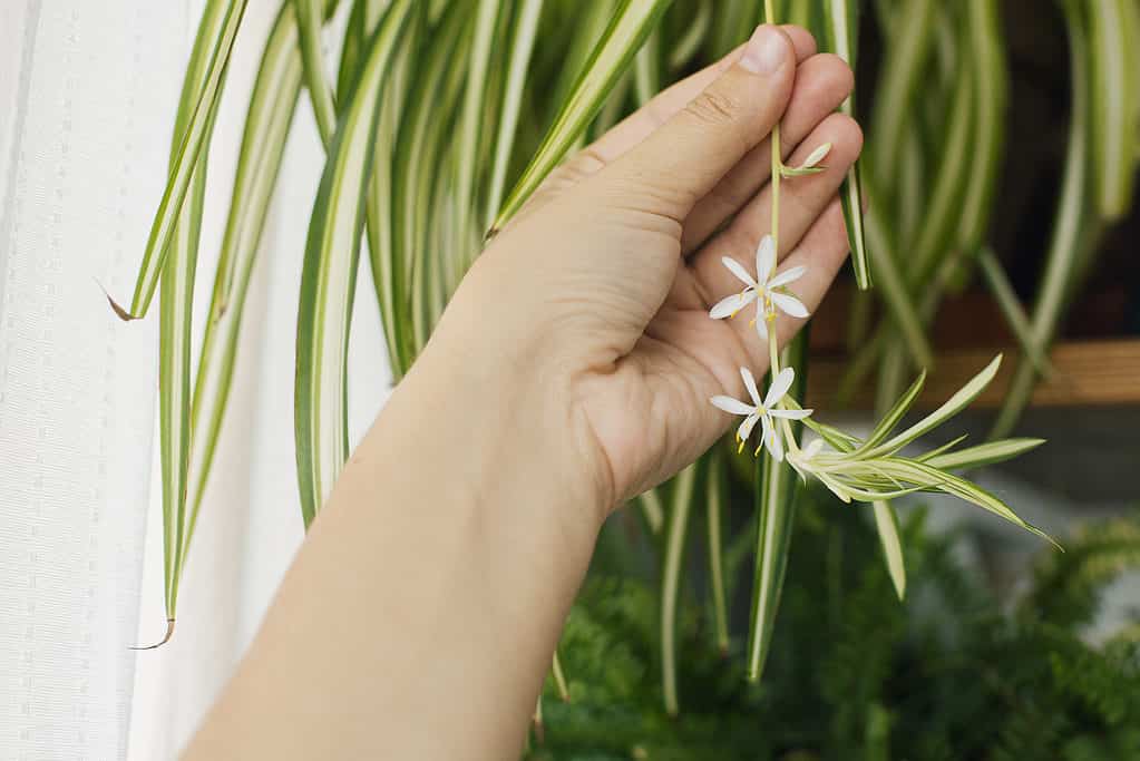Una persona che tocca un piccolo fiore bianco che penzola da una pianta ragno