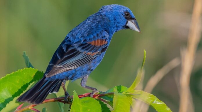 Scopri 11 uccelli blu in Virginia
