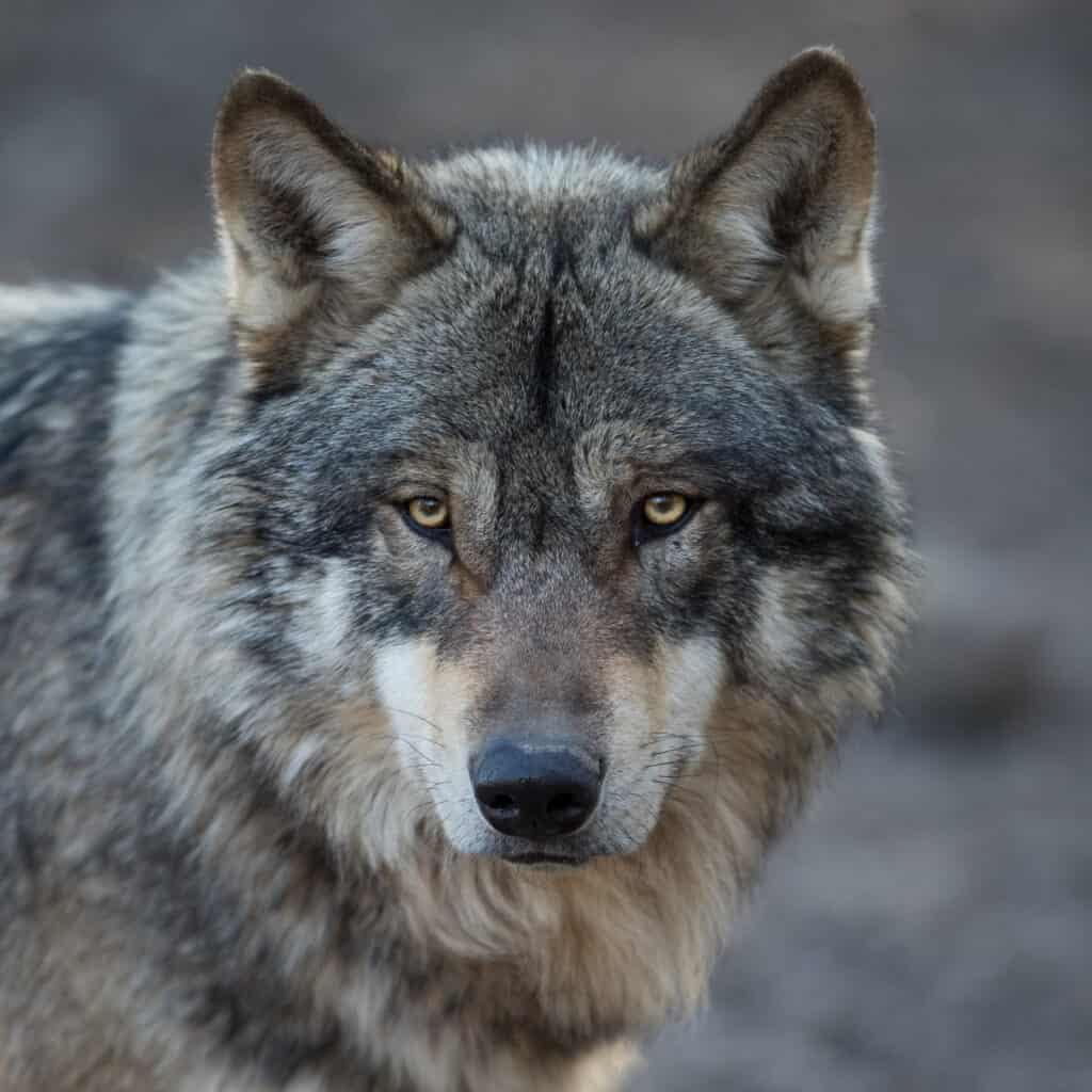 Il lupo grigio guarda dritto davanti a sé