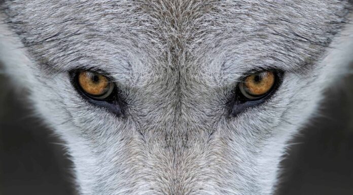 Simbolismo e significato animale dello spirito del lupo
