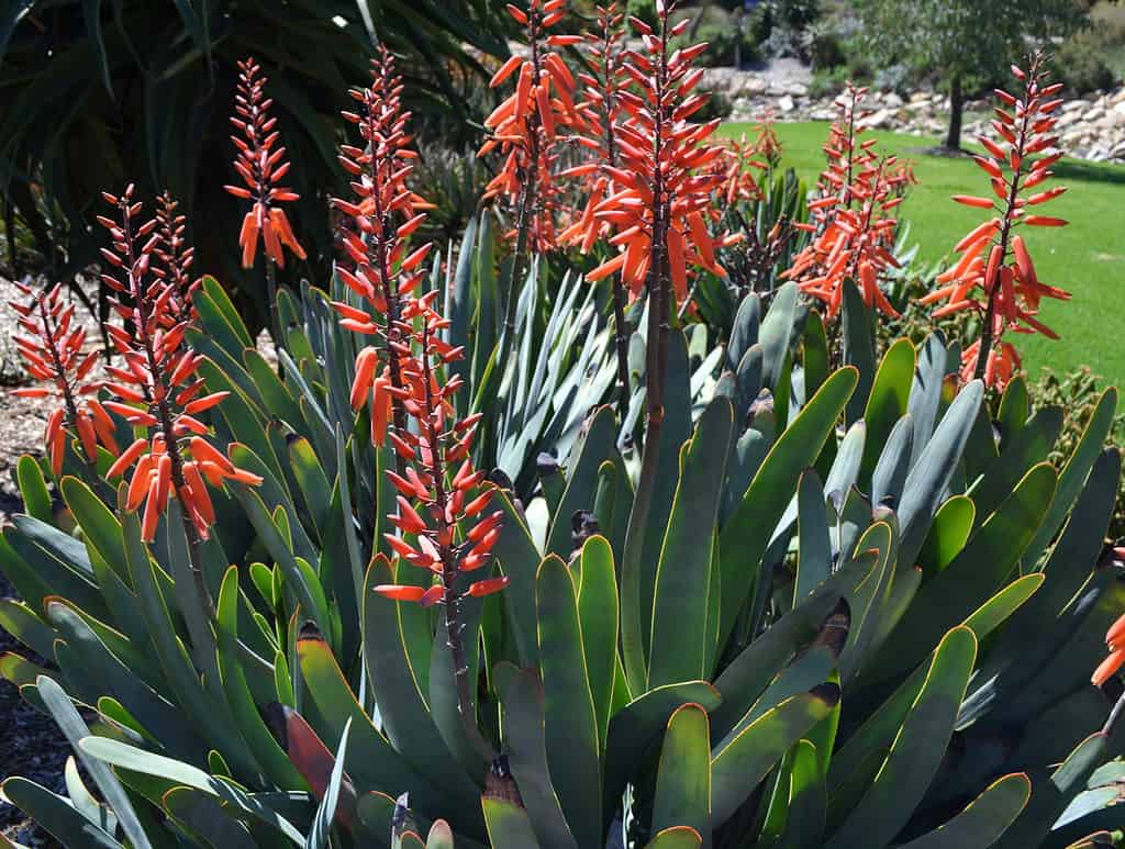 Aloe plicatilisor o fioritura dell'aloe a ventaglio