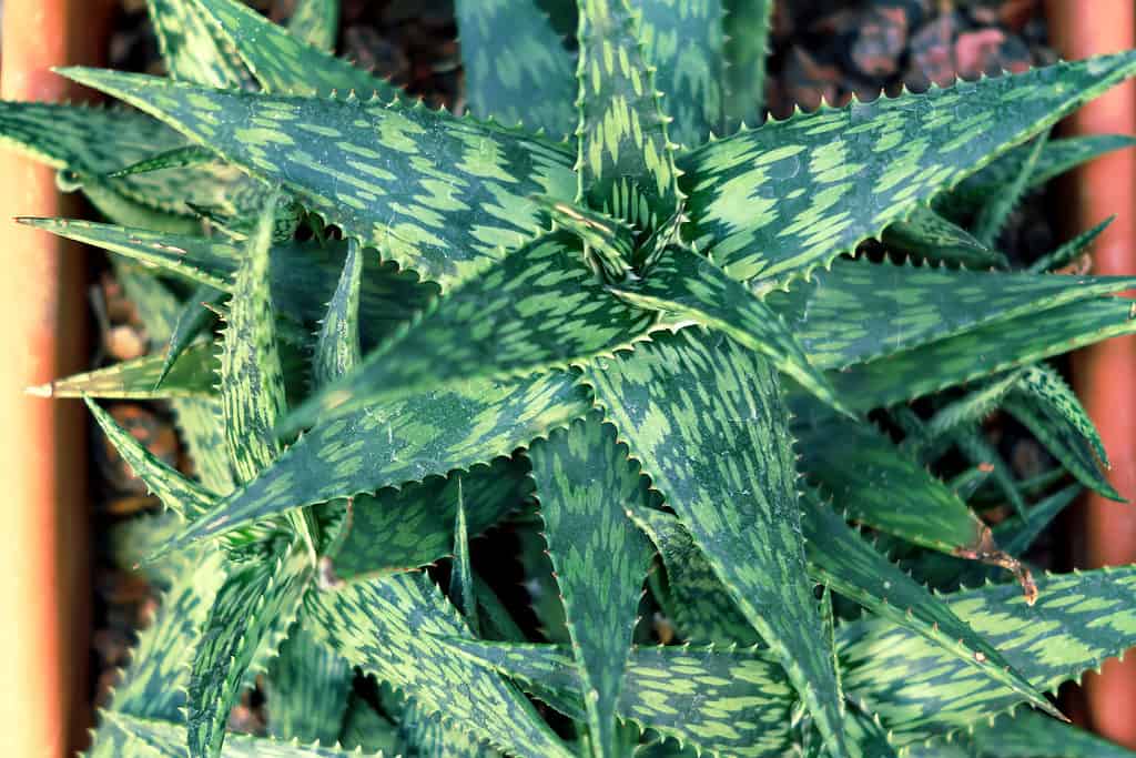 Aloe variegata is a variegated mini aloe