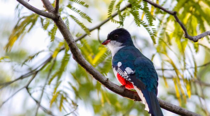 Trogon cubano: l'uccello nazionale di Cuba
