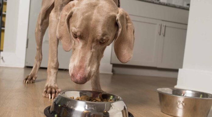 I cani possono mangiare il pesto?
