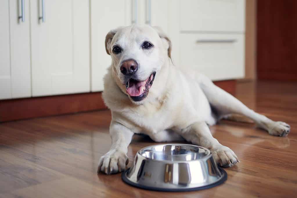 Labrador retriever in attesa di mangiare