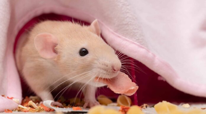Cosa mangiano i ratti?
