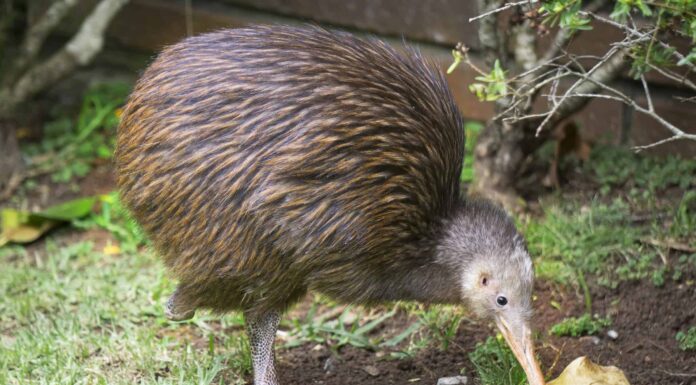 Il kiwi: uccello nazionale della Nuova Zelanda
