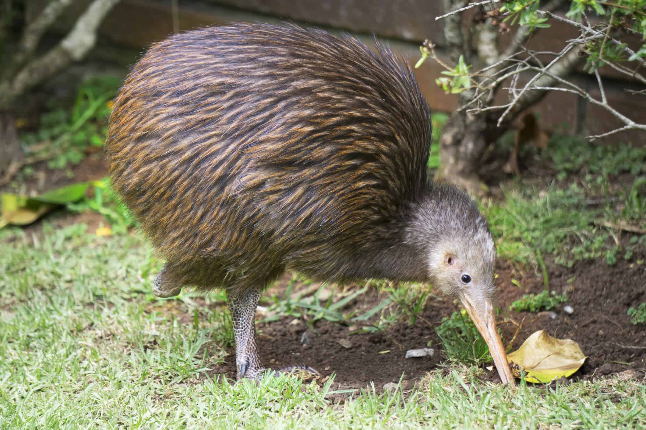 kiwi uccello con becco lungo sveglio NUOVA ZELANDA' Cappello con visiera